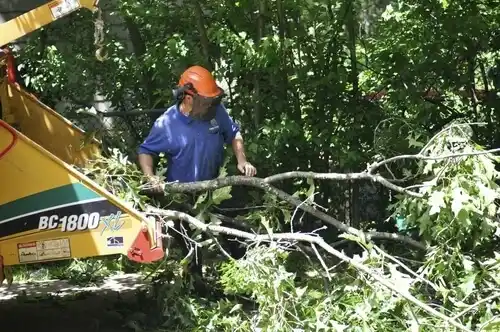 tree services Briarcliff Manor